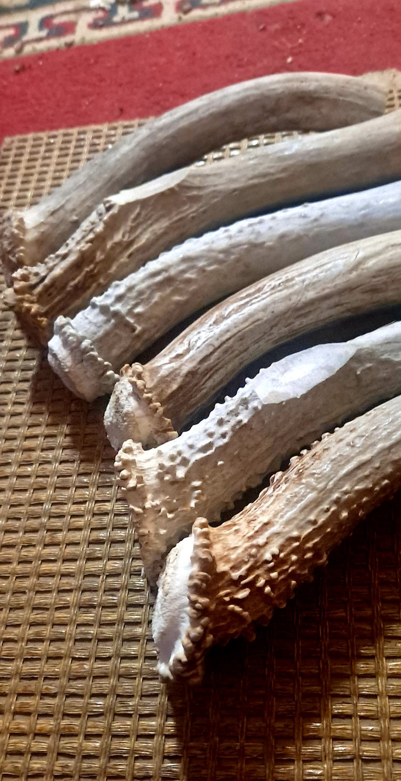 Lot of 6 good quality whitetail and muledeer 6 pluss knife handle blanks