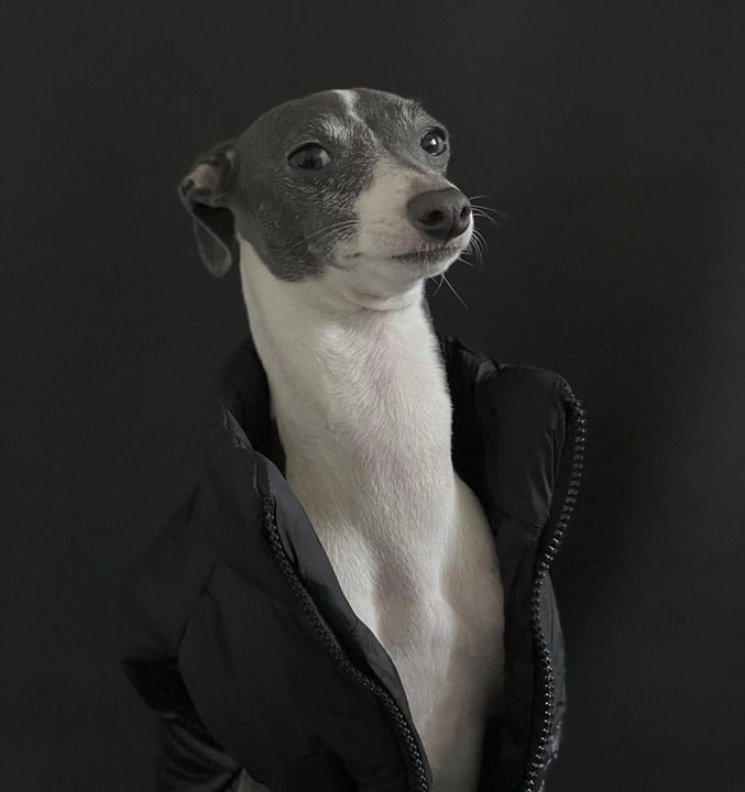 XL - PETsRUS Black Puffer Dog Vest Winter Warm Coat Jacket Zipper Chicago