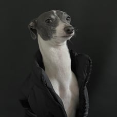 XL - PETsRUS Black Puffer Dog Vest Winter Warm Coat Jacket Zipper Chicago