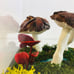 Mushroom Forrest