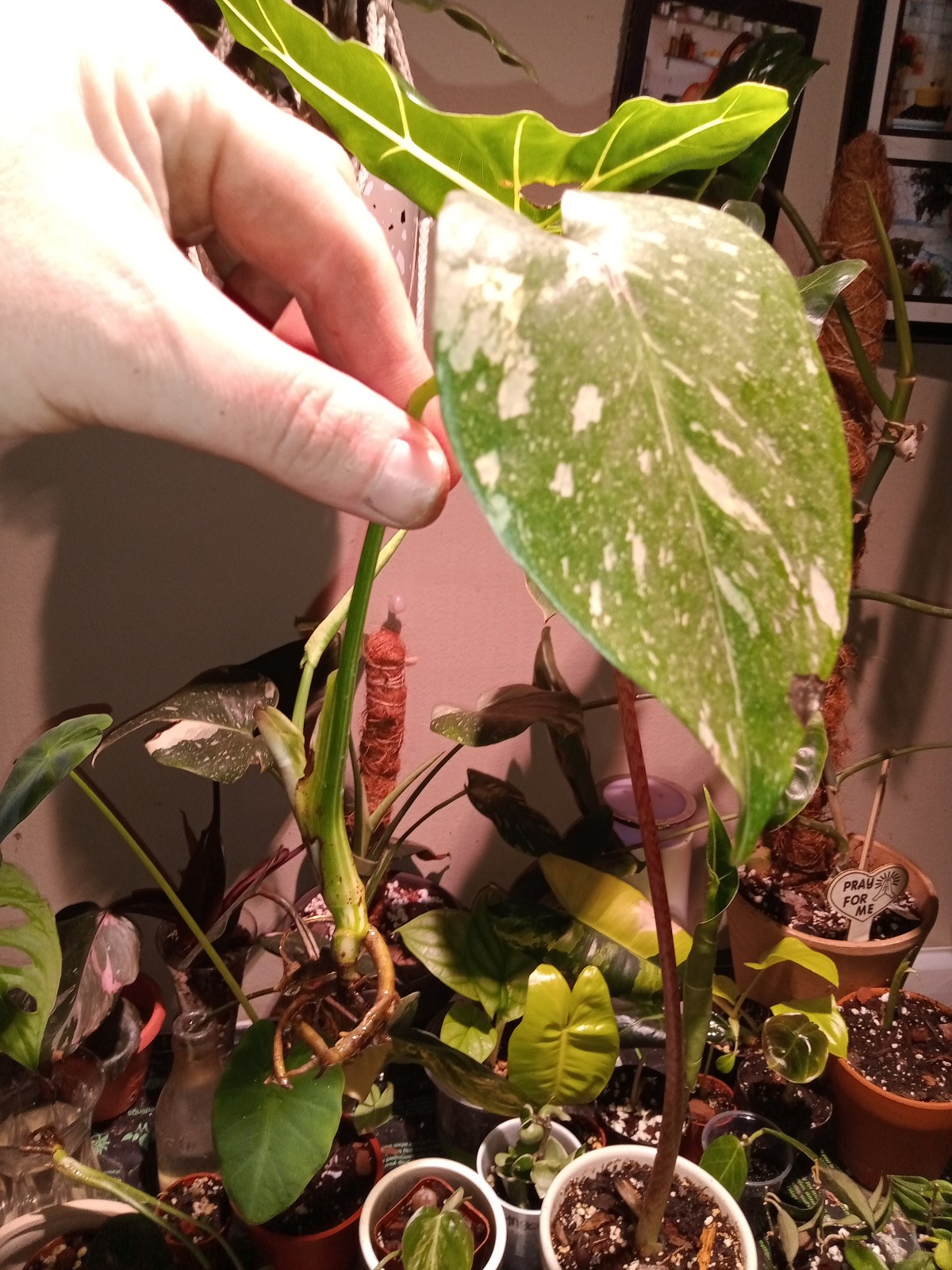 Monstera Thai constellation