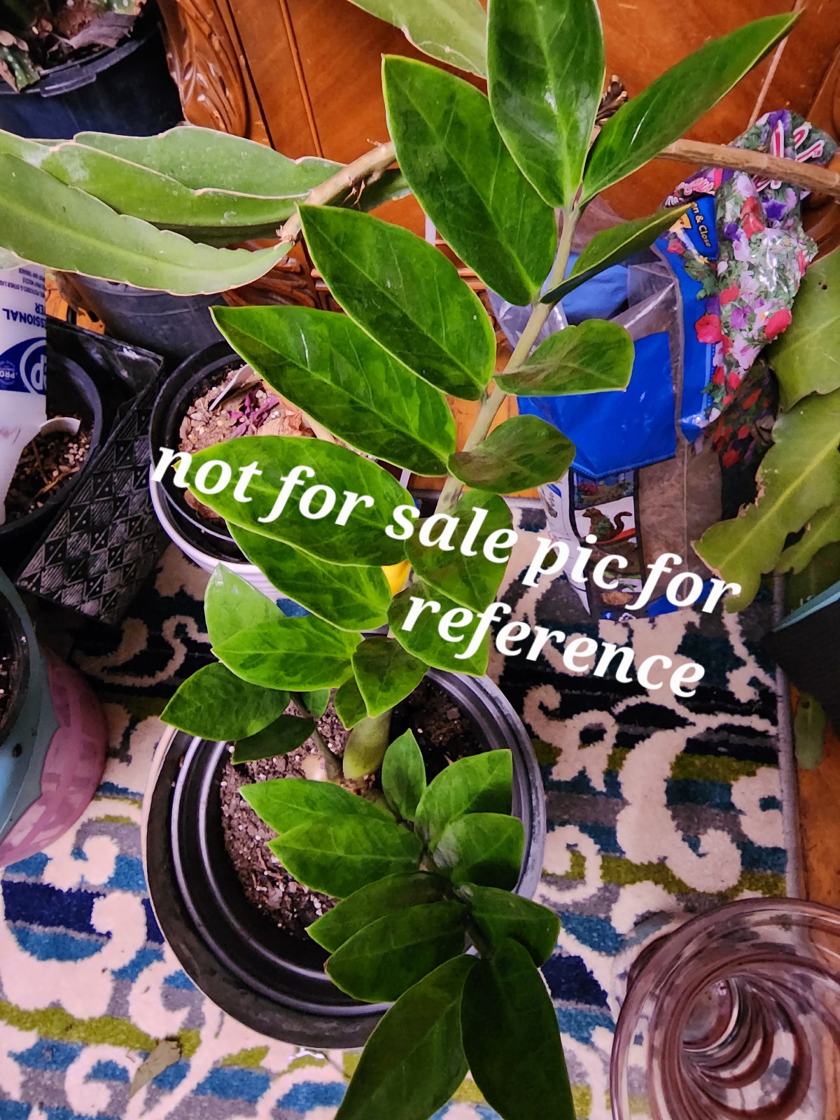 Variegated zz plant