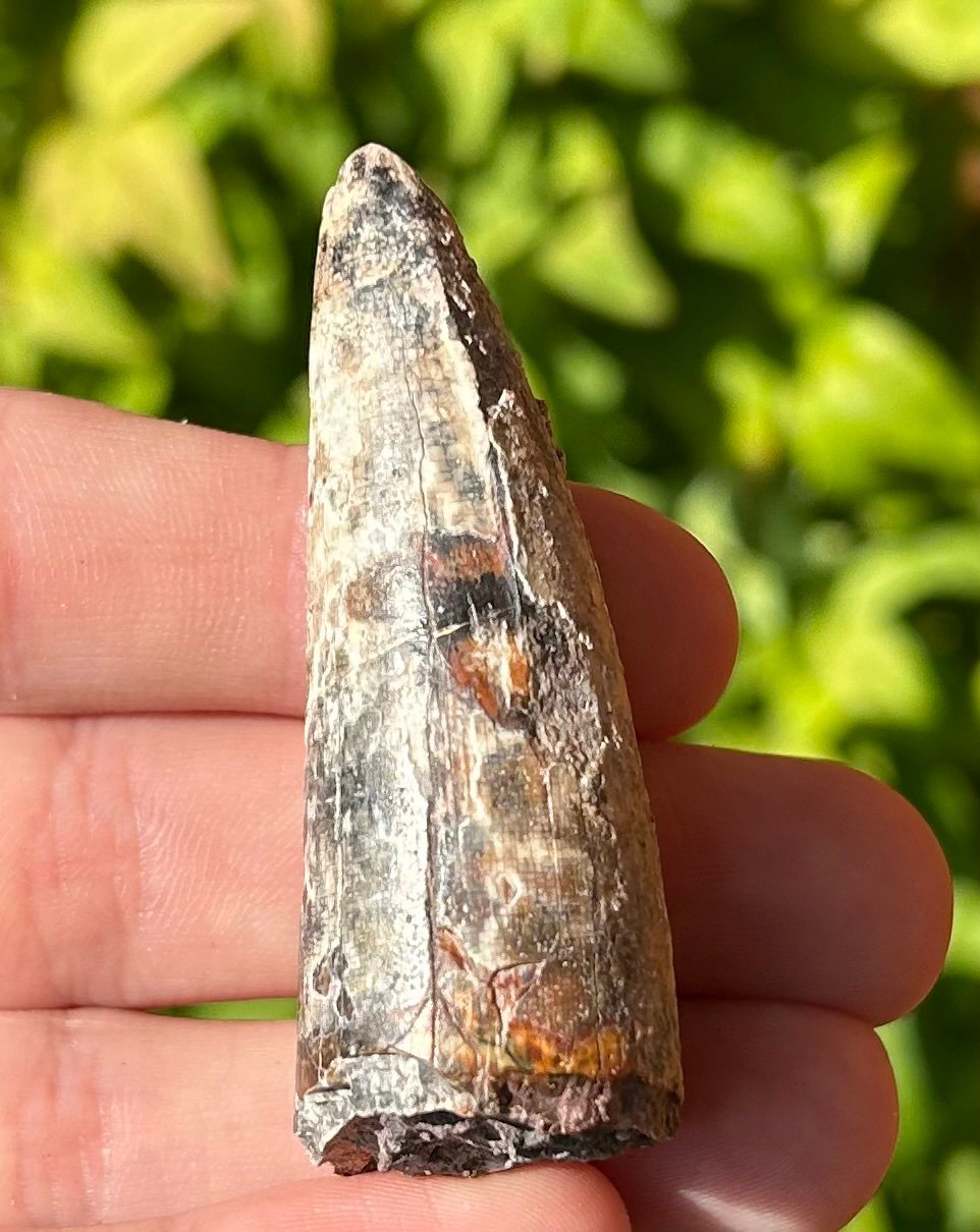 HUGE Sarcosuchus Tooth Fossil 2.15” SUPER CROC Niger Crocodile Dinosaur Tooth