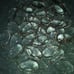 50 Chandelier Crystals
