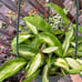 Hoya princess