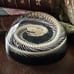 Snake Skeleton in Resin Dome, Oddities decor, coiled snake