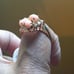 Onyx ring vintage 18kt hge yellow gold