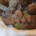 2 Thomas Clark Gnome Dtaties Vintage RARE See Description