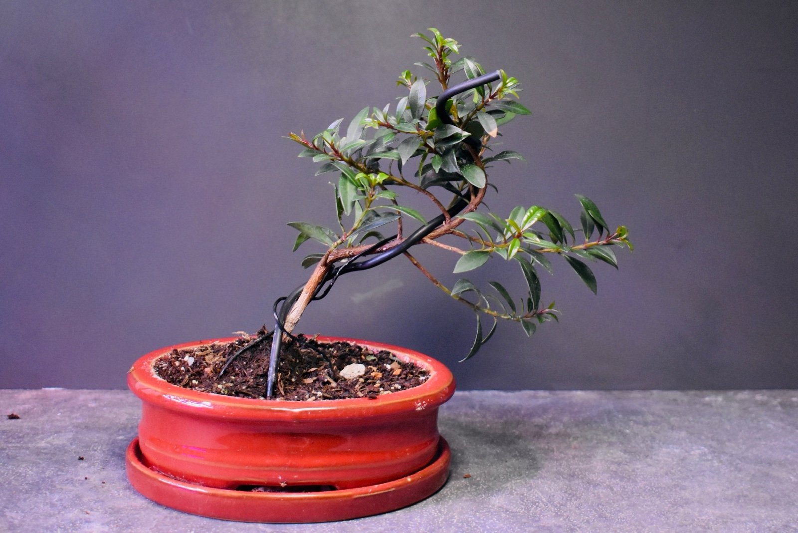 Informal Upright Myrtle Bonsai Tree in glazed pot