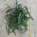 Lots of Ric rac fishbone cactus in 8” pot