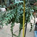 Lots of Ric rac fishbone cactus in 8” pot