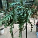 Lots of Ric rac fishbone cactus in 8” pot