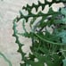 Lots of Ric rac fishbone cactus in 8” pot