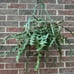 Lots of Ric rac fishbone cactus in 8” pot