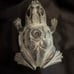 Vintage Brass Frog Garden Sprinkler