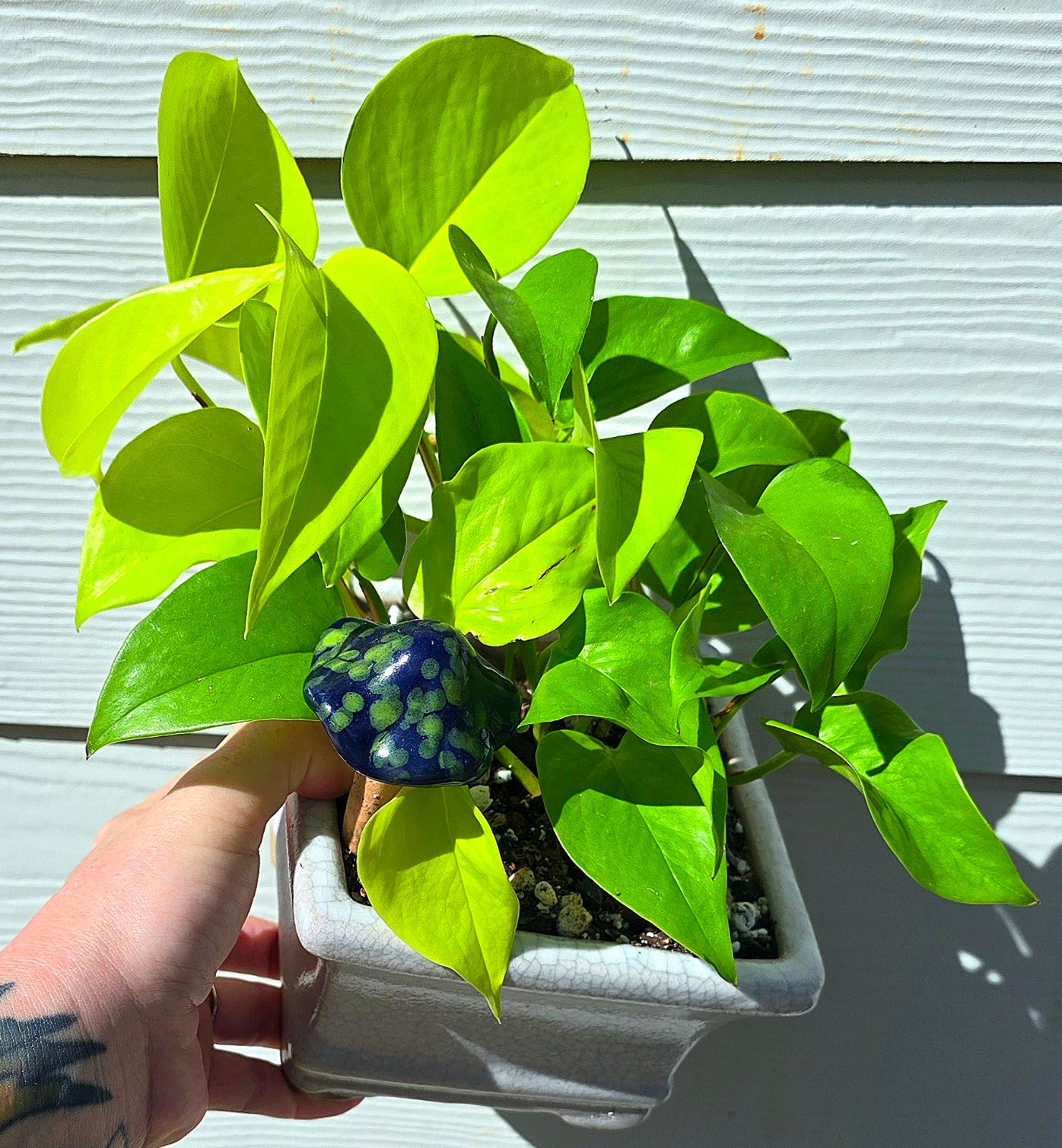 Neon Pothos
