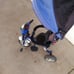 Evezo Maks Deluxe 4-in-1 Convertible Stroller Tricycle