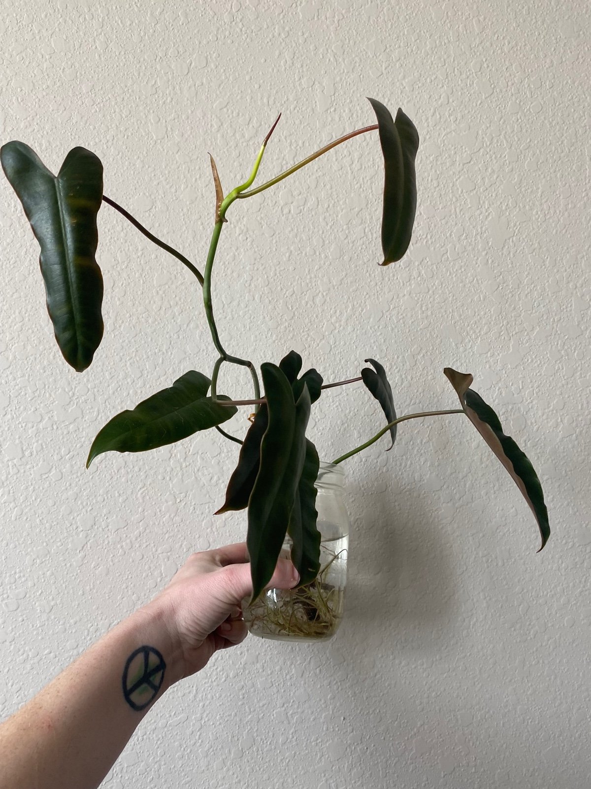 Philodendron Atabapoense