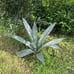 Maguey plant
