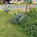 Maguey plant