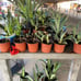 Maguey plant