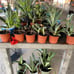 Maguey plant