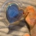 Rare Ty Beanie Baby - RAINBOW the Chameleon