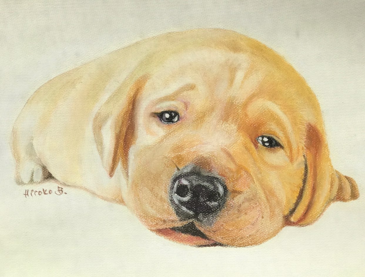 Original pastel drawing of a puppy
