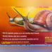 (3) Slug Snail Bait Killing Granules ~ New For Vegetable Gardens Ornamentals 1.7