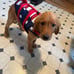 USA Flag Dog Life Vest - Medium *New*
