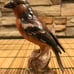 Lot Of 6 Goebel Bird Figurines ~ Mint