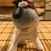 Lot Of 6 Goebel Bird Figurines ~ Mint