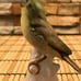 Lot Of 6 Goebel Bird Figurines ~ Mint