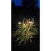 Firefly Solar Garden Lights Outdoor 4 Pack Solar Firefly Waterproof Lights