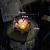 Huaxu Solar Lights Outdoor Garden Decor,Purple Lotus Solar Light,Waterproof LED