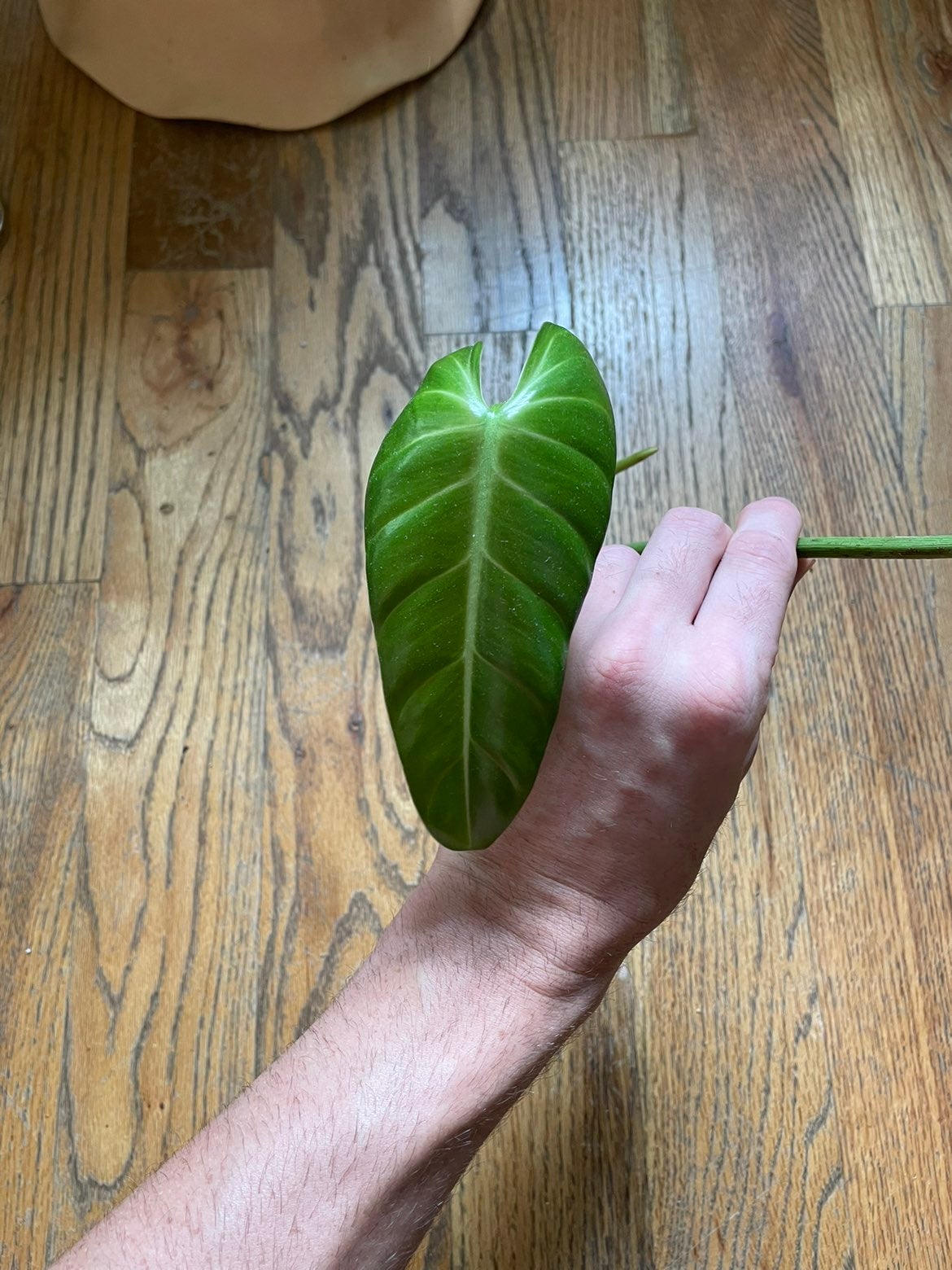 Philodendron Atabapoense Large plant USA Seller
