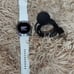 Samsung Galaxy Watch 4