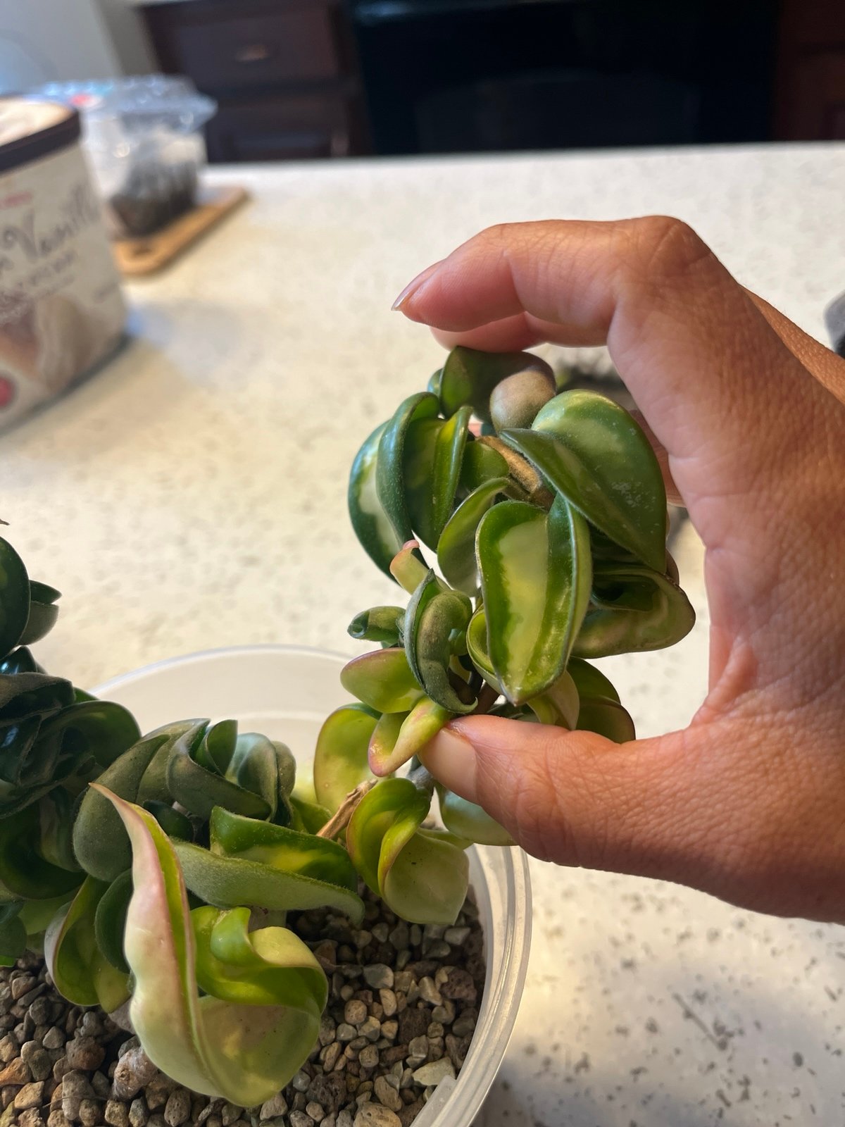 CUTTING of Hoya hindu rope Mauna Loa