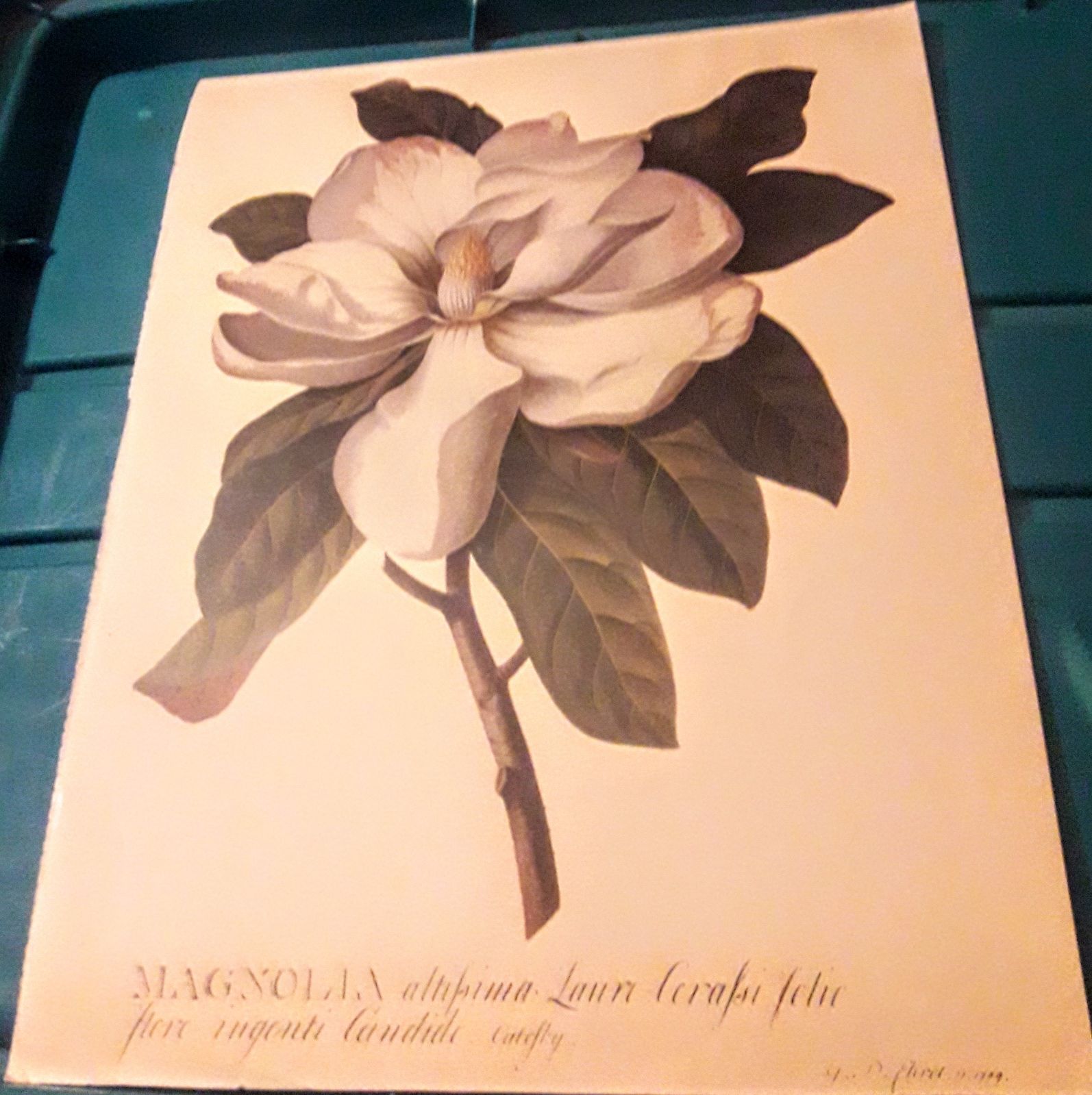 Magnolia Grandiflora (Laurel Magnolia) b