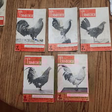 The Gamecock