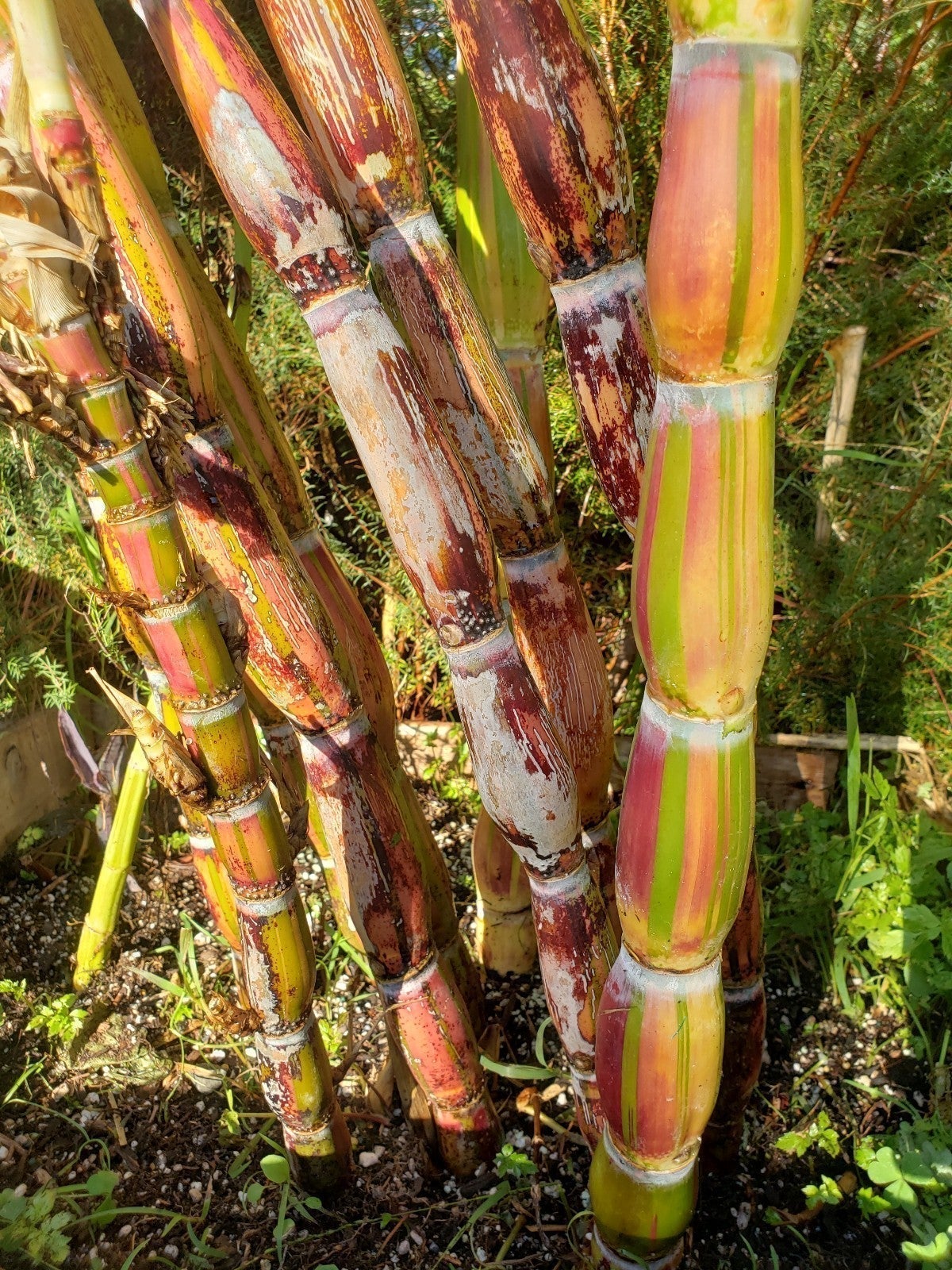 Hilo Buddha varigated sugar cane Rare Plant