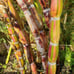 Hilo Buddha varigated sugar cane Rare Plant