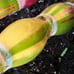 Hilo Buddha varigated sugar cane Rare Plant