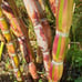 Hilo Buddha varigated sugar cane Rare Plant