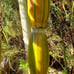 Hilo Buddha varigated sugar cane Rare Plant