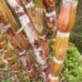 Hilo Buddha varigated sugar cane Rare Plant