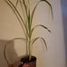 Hilo Buddha varigated sugar cane Rare Plant