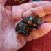Cat lovers package, 1 teapot or pitcher, 4 pins, gloves bronze cat, 1 magnet, l