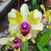 Rare— Dendrobium Nopporn Starbright