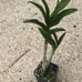 Rare— Dendrobium Nopporn Starbright